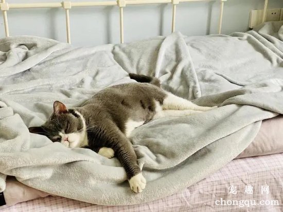 怎么改变宠物猫上床的坏习惯？