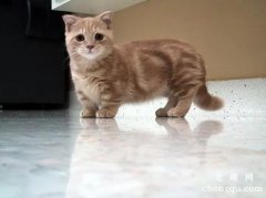 曼赤肯猫（短腿猫）的性格特点