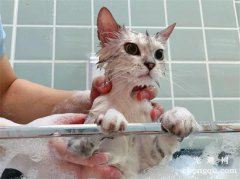 <b>怎么给宠物猫洗澡？猫咪洗澡要注意什么</b>