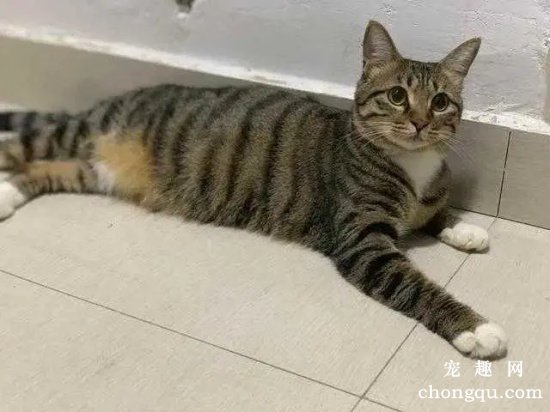 狸花猫性格怎么样？依赖性高、对主人忠心