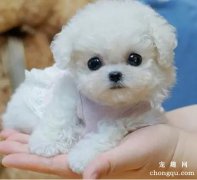 比熊犬是否卷毛吗