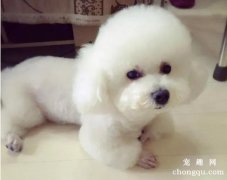 比熊犬有体味吗