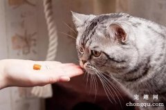 <b>给宠物猫喂药的方法和技巧</b>