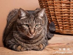 如何预防家中宠物猫中毒？
