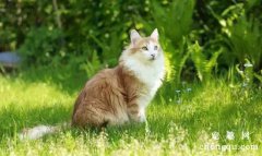 <b>挪威森林猫的历史起源</b>