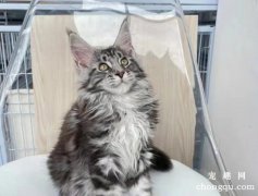 缅因猫CFA评分标准