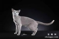<b>俄罗斯蓝猫历史起源</b>