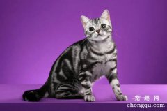 <b>美国短毛猫的起源发展历史</b>