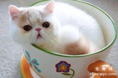 <b>茶杯猫是什么品种？</b>
