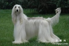 <b>阿富汗犬聪明吗</b>