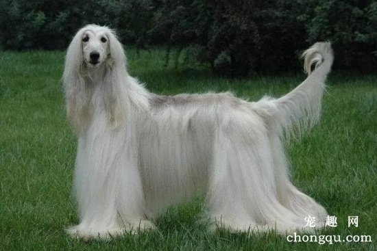 阿富汗犬聪明吗