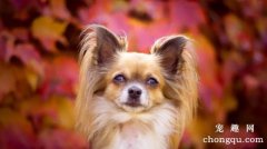 <b>如何饲养蝴蝶犬</b>
