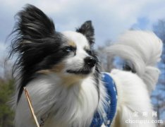 <b>蝴蝶犬美容方法</b>