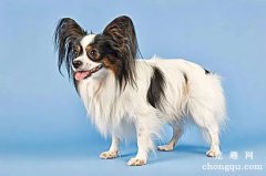 <b>如何科学饲养蝴蝶犬</b>