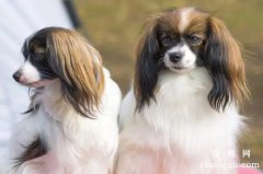 蝴蝶犬害怕什么
