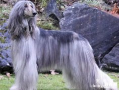<b>阿富汗犬怎么养</b>