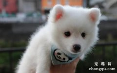 <b>日本尖嘴犬好养吗</b>