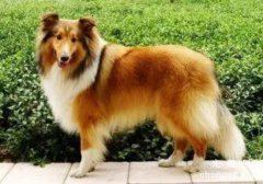 <b>苏格兰牧羊犬怎么养</b>