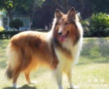 苏格兰牧羊犬的分类
