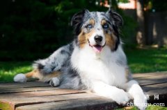 苏格兰牧羊犬怎样美容呢
