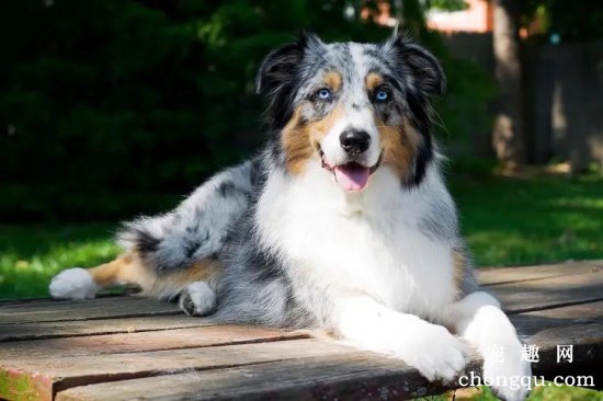 苏格兰牧羊犬怎样美容呢