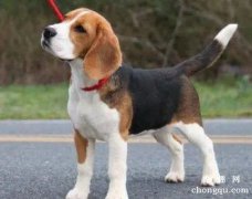 比格犬能长多大