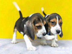 比格犬体味大吗