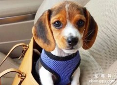 如何给比格犬美容