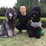 <b>贵宾犬的性格</b>