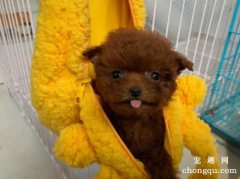 <b>如何给贵宾犬美容</b>