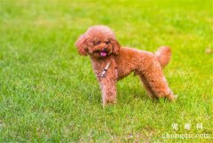 如何给贵宾犬洗澡