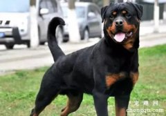 如何给罗威纳犬梳毛