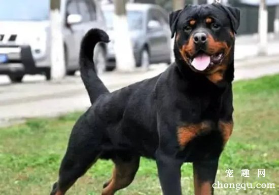 如何给罗威纳犬梳毛