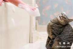 <b>如果非得给猫咪洗澡，怎样操作才能减少伤害？</b>
