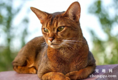 <b>世界十大高冷宠物猫，哪个品种的猫最傲娇？</b>