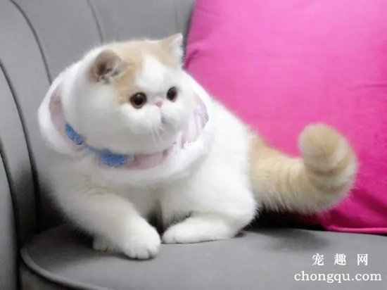 世界十大高冷宠物猫，哪个品种的猫最傲娇？