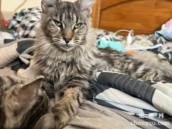 世界十大高冷宠物猫，哪个品种的猫最傲娇？