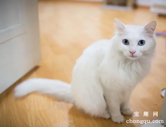 世界十大高冷宠物猫，哪个品种的猫最傲娇？