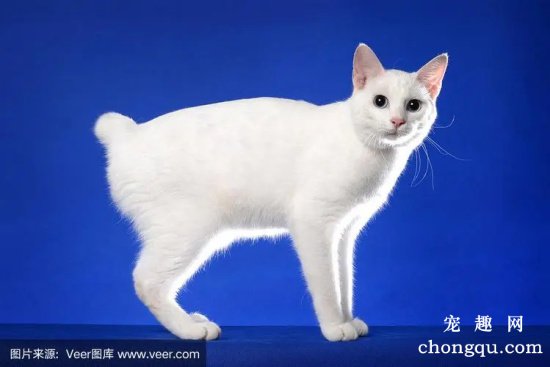世界十大高冷宠物猫，哪个品种的猫最傲娇？