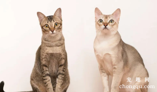 世界十大高冷宠物猫，哪个品种的猫最傲娇？