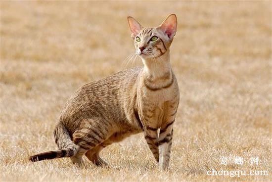 世界十大高冷宠物猫，哪个品种的猫最傲娇？