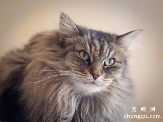 世界十大高冷宠物猫，哪个品种的猫最傲娇？