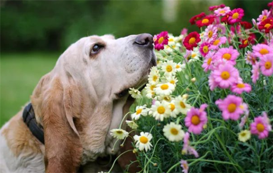 Top10狗狗嗅觉之王！十大闻气味最厉害的猎犬