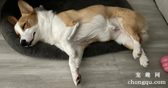 狗狗睡觉都会梦见什么？这个答案是你一辈子都不会想到的！