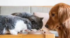 <b>狗能吃猫的粮食或者罐头吗？</b>