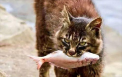 <b>猫咪爱吃鱼？你可能一直以来误解它了</b>