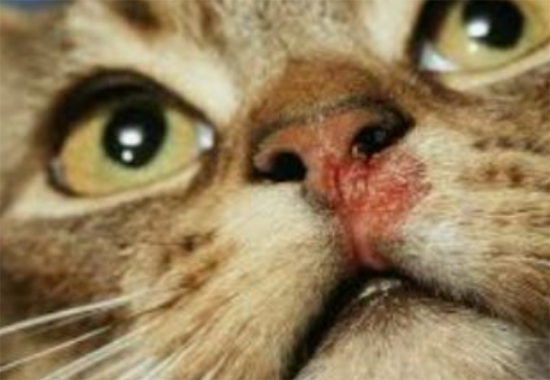 猫杯状病毒可以治愈吗？杯状阳性猫咪有哪些养护注意事项？