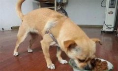<b>中午为什么不能喂狗</b>