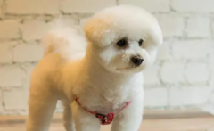 <b>中小型犬养什么好</b>