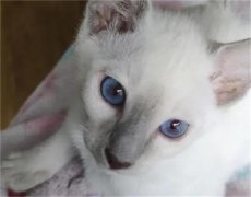 紫罗兰色眼睛的猫